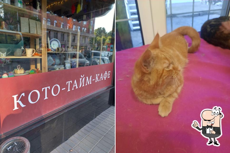 Кото-тайм-кафе