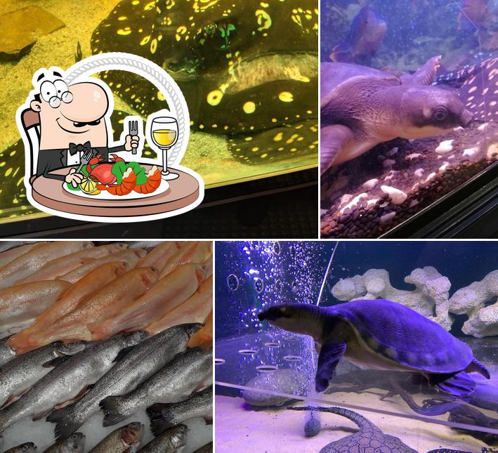 Барракуда