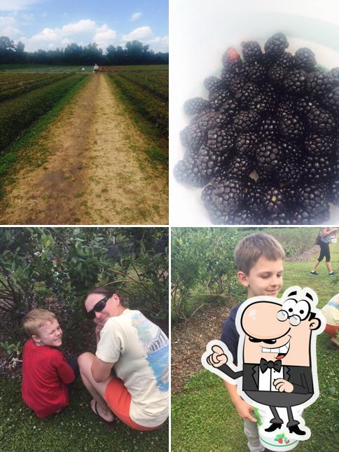 Lewis Strawberry Nursery & Farm