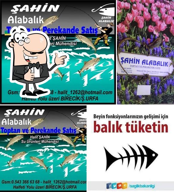 Şahin Alabalik Birecik