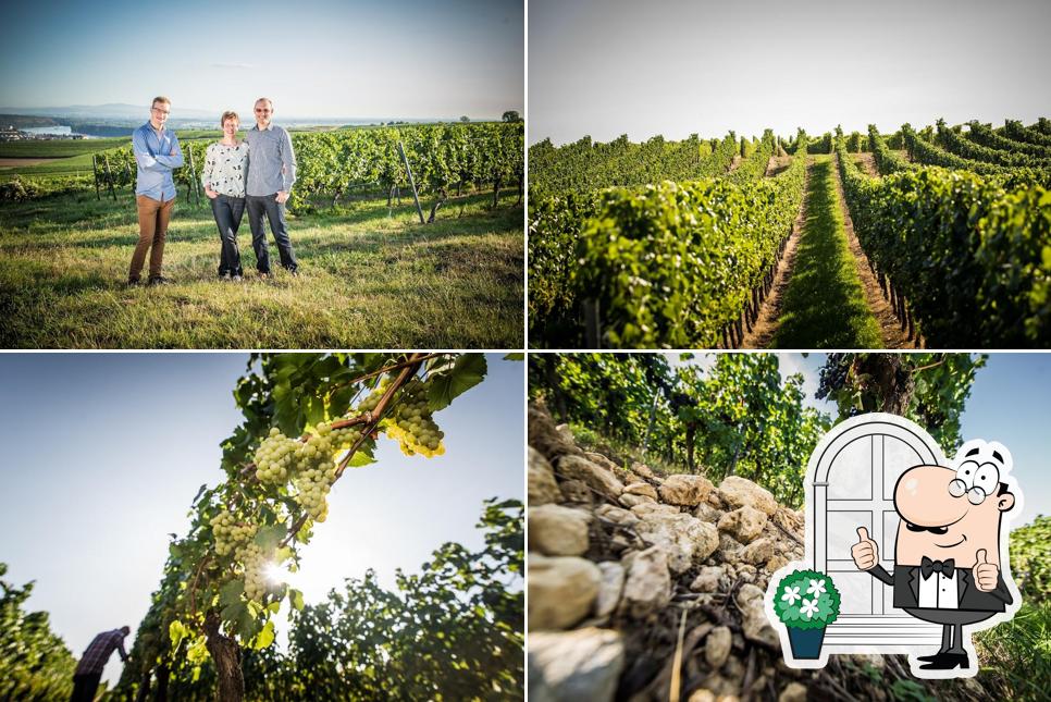 Weingut Sander GbR