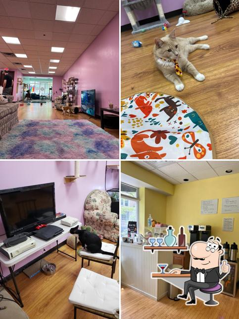The Pawsitive Cat Cafe