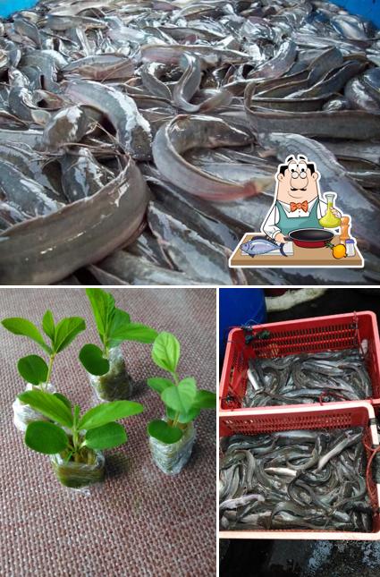 DEPOT LELE dan TANAMAN SAYUR AQUAPONIK