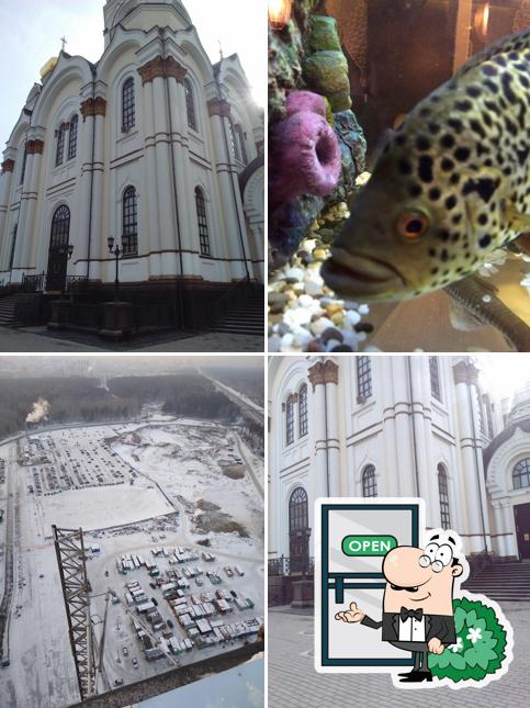 Сушкоф и Пицца
