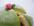 dish