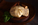 dish